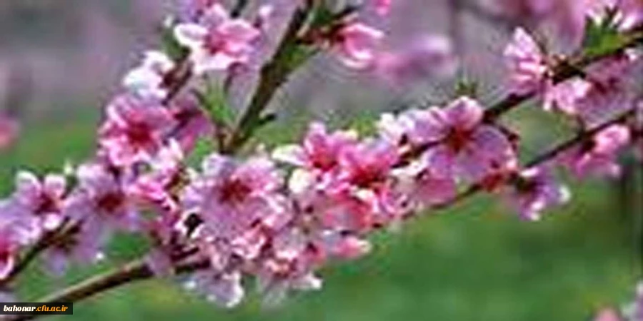 الهام از طبیعت 2