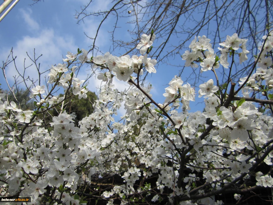 نوروز مبارک باد