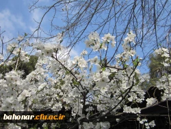 نوروز مبارک باد 2