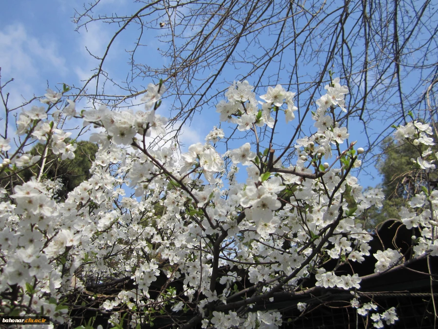 نوروز مبارک باد 2