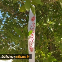 برگزاری جشن نیمه شعبان مرکز شهید باهنر  7