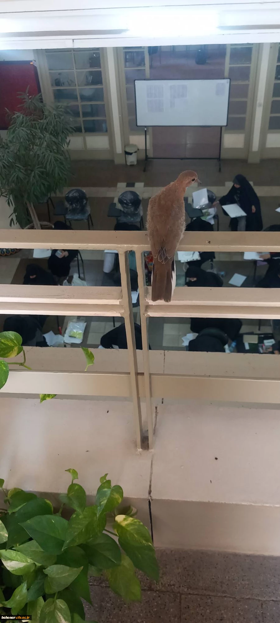 برگزای آزمون عملی رشته هنر دانشگاه فرهنگیان 1403 در مرکز آموزش عالی شهید باهنر 3